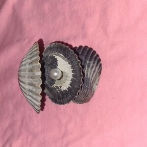 Clam art